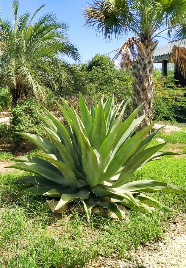 Red Palm Village Kralendijk  Exterior photo
